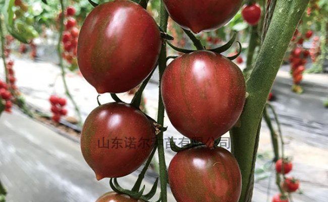 大棚西红柿谨防三种“高温病”