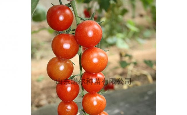 西红柿贮藏技术