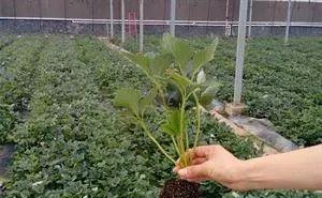 如何提高草莓栽植成活率