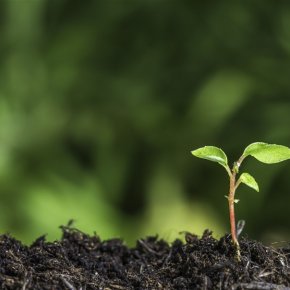 蔬菜土壤青苔解决措施