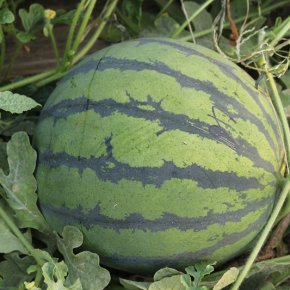 西瓜种子催芽为什么出现种皮开口