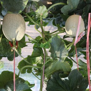甜瓜种植有标准产业发展动力足