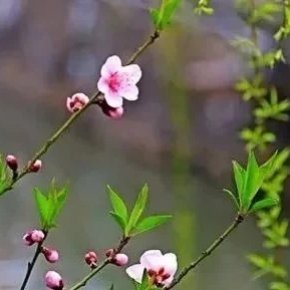 二十四节气之雨水：好雨知时节 当春乃发生