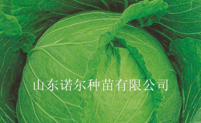华南地区甘蓝种植技术