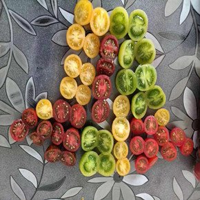 了解6个原因和做好10个方面措施，使西红柿着色均匀也不难