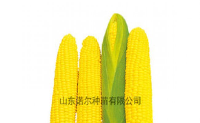 玉米结实不良预防措施