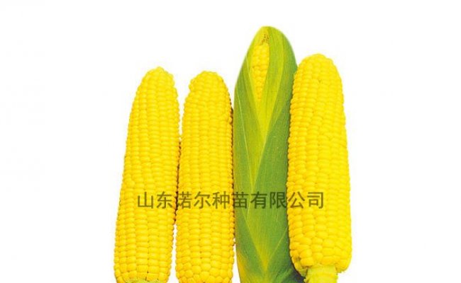 鲜食玉米要想种出好口感、高品质，技术层面的7个选择很重要