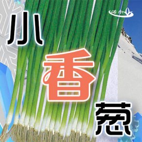 【花式种植 × 拿捏冬日】—— 诺尔小香葱系列推介