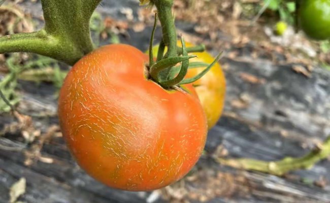造成西红柿僵果是什么原因？