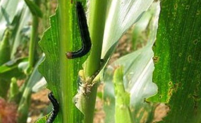 如何防治玉米的紫苗病？