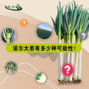 【诺尔晚抽大葱】有多少种可能性？