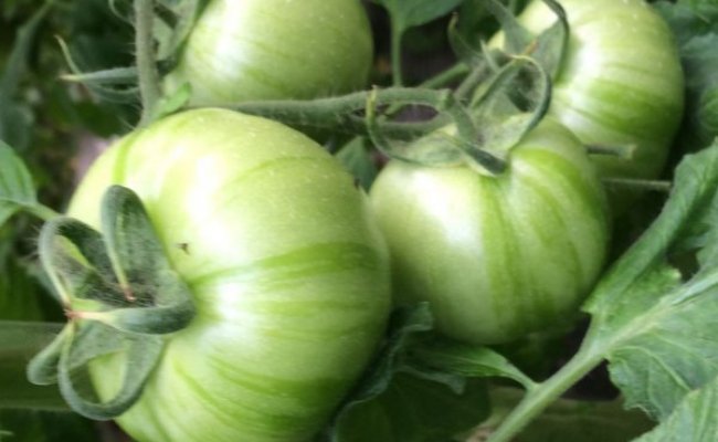 西红柿果实上有竖条纹，是什么原因？