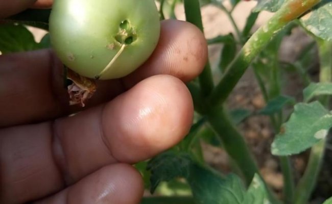 番茄第一穗果出现畸形，是什么问题？