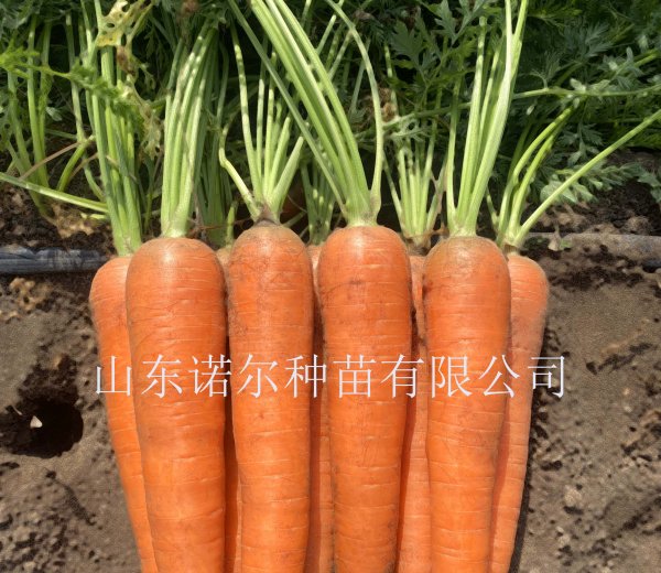 胜红雷