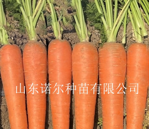 战马