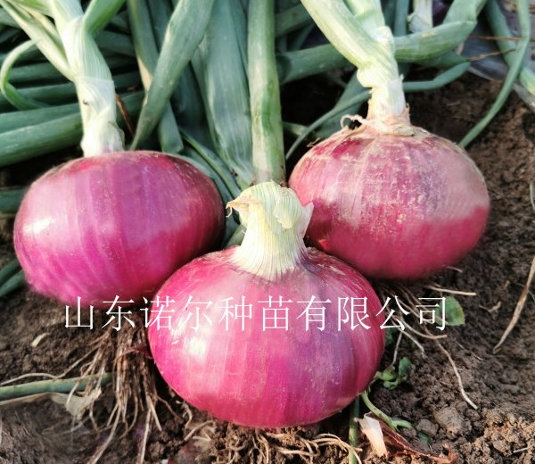 红颜