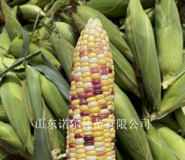 五彩玉米